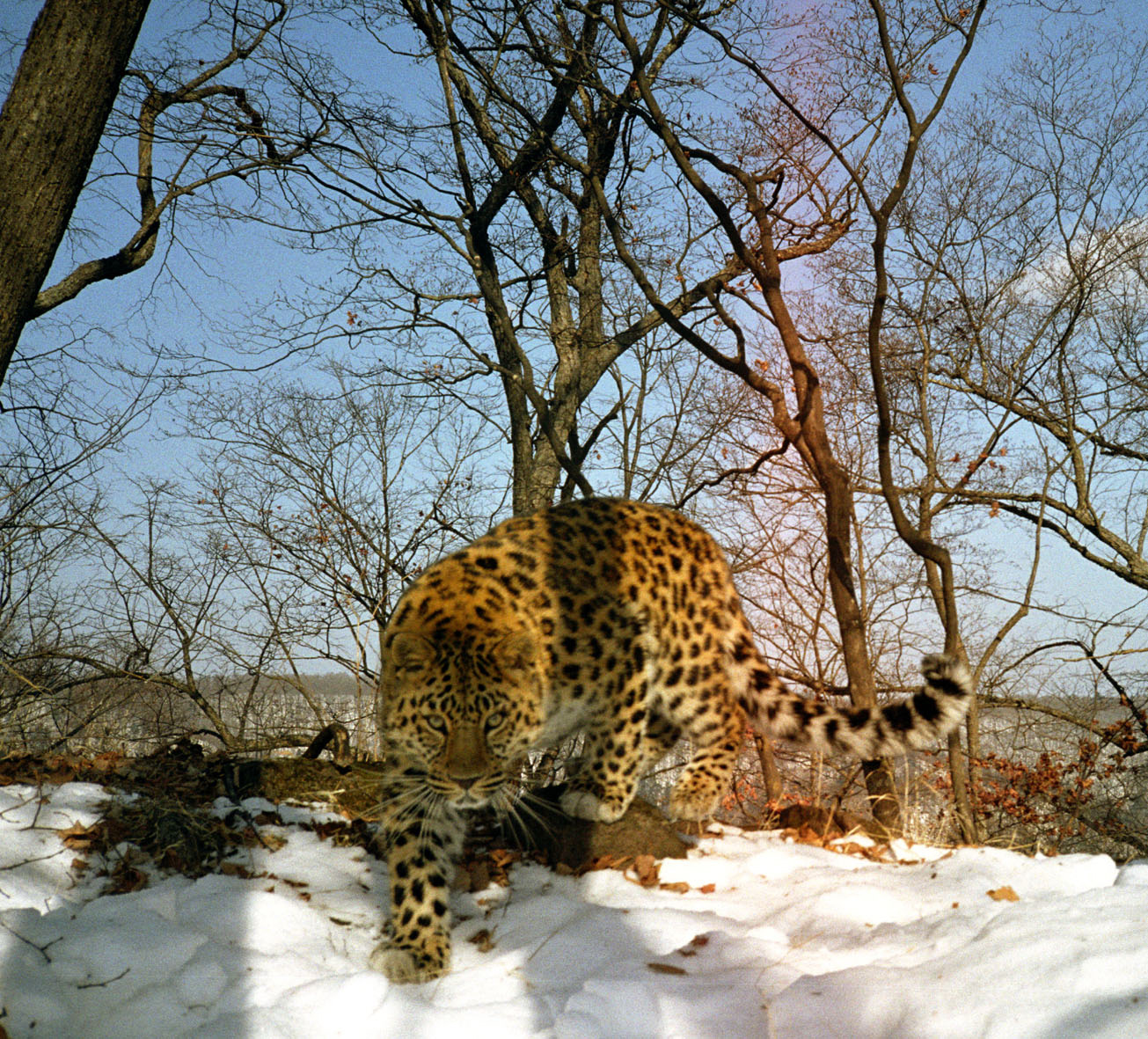 Amur Leopard Wild Photos | WildCats Conservation Alliance