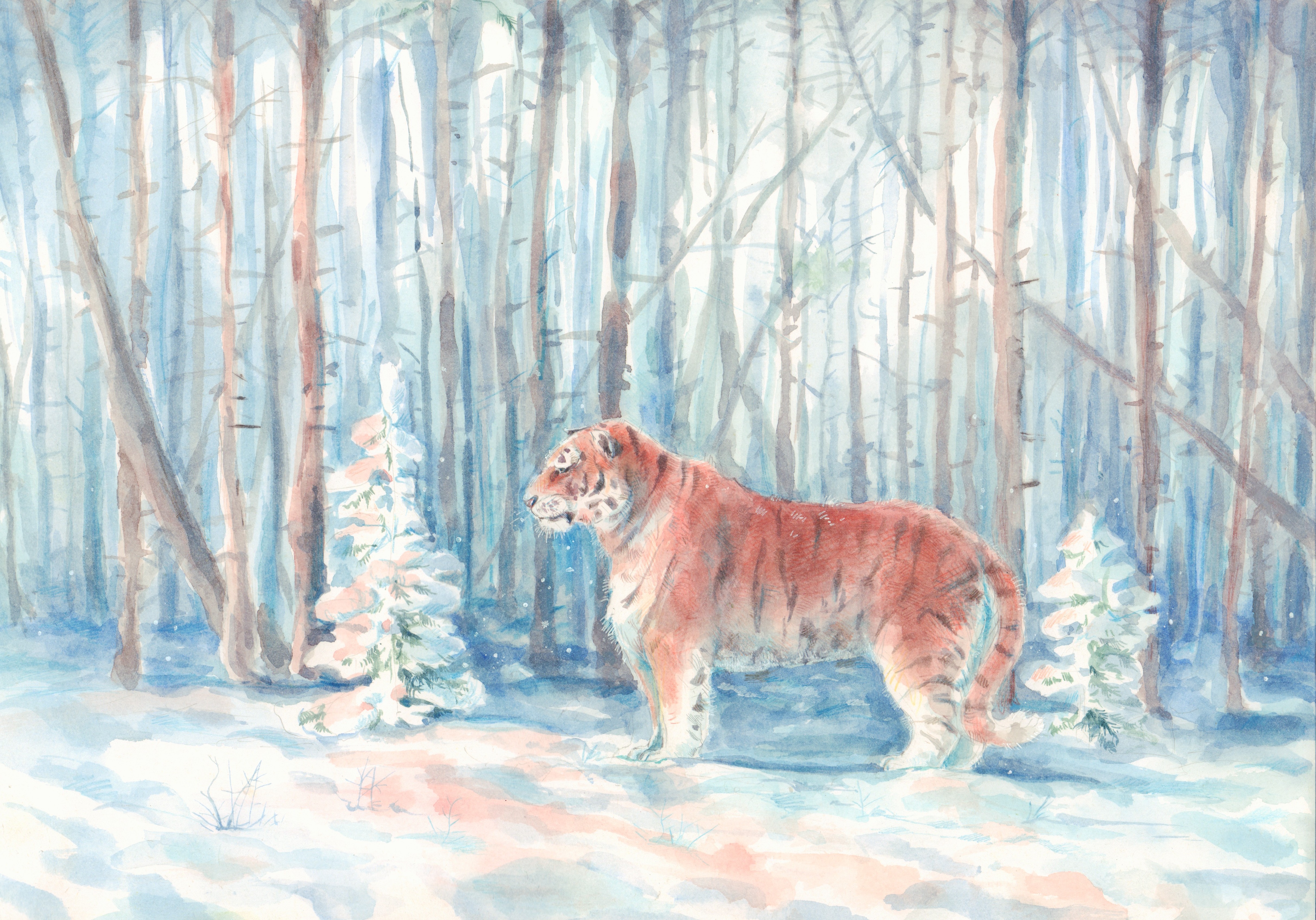 Amur tiger by Vera Miroshnichenko aged 13 from Blagoveschensk Amurskaya Province