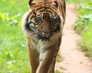Sumatran tiger © Hollie Gordon