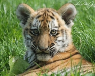 Amur tiger cub © Hollie Gordon