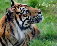 Sumatran tiger © Hollie Gordon