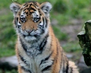 Amur tiger cub © Hollie Gordon