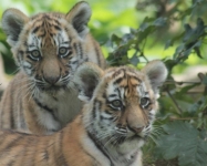 Amur tiger cubs © Hollie Gordon