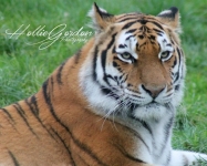 Amur Tiger © Hollie Gordon