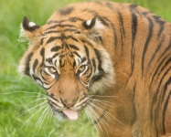 Sumatran tigers © Debs Haynes