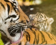 Sumatran tigers © Debs Haynes
