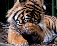 Sumatran tiger © David Whelan