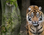 Sumatran tigers © Natasha Jeffries