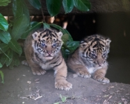 Sumatran tigers © Natasha Jeffries