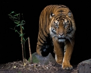 Sumatran Tiger © David Whelan