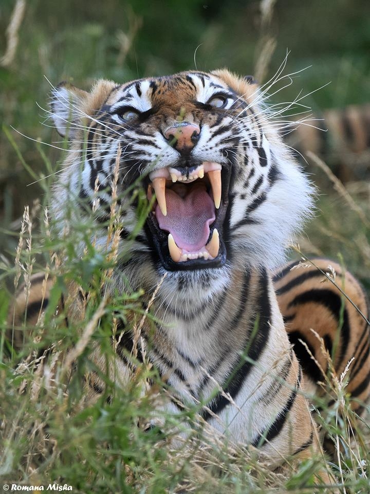 snarling tiger Archives WildCats Conservation Alliance