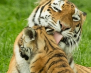 Amur cub and tigress © Debs Haynes