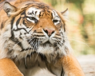 Sumatran Tiger © Debs Haynes