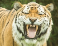 Amur tiger © Debs Haynes