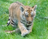 Tiger cub at Blackpool Zoo © Natasha Jeffries