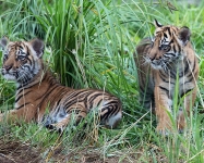 Two Sumatran cubs at ZSL © T Chohan