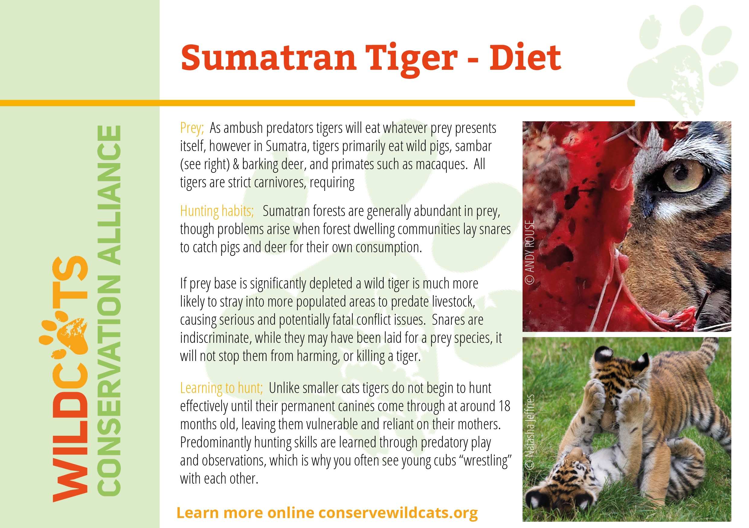 Sumatran Tiger Tiger Facts And Information
