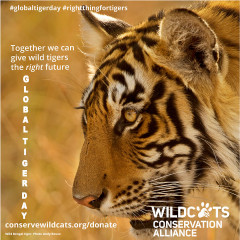 Global Tiger Day Square Post
