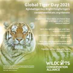 Global Tiger Day Square Post