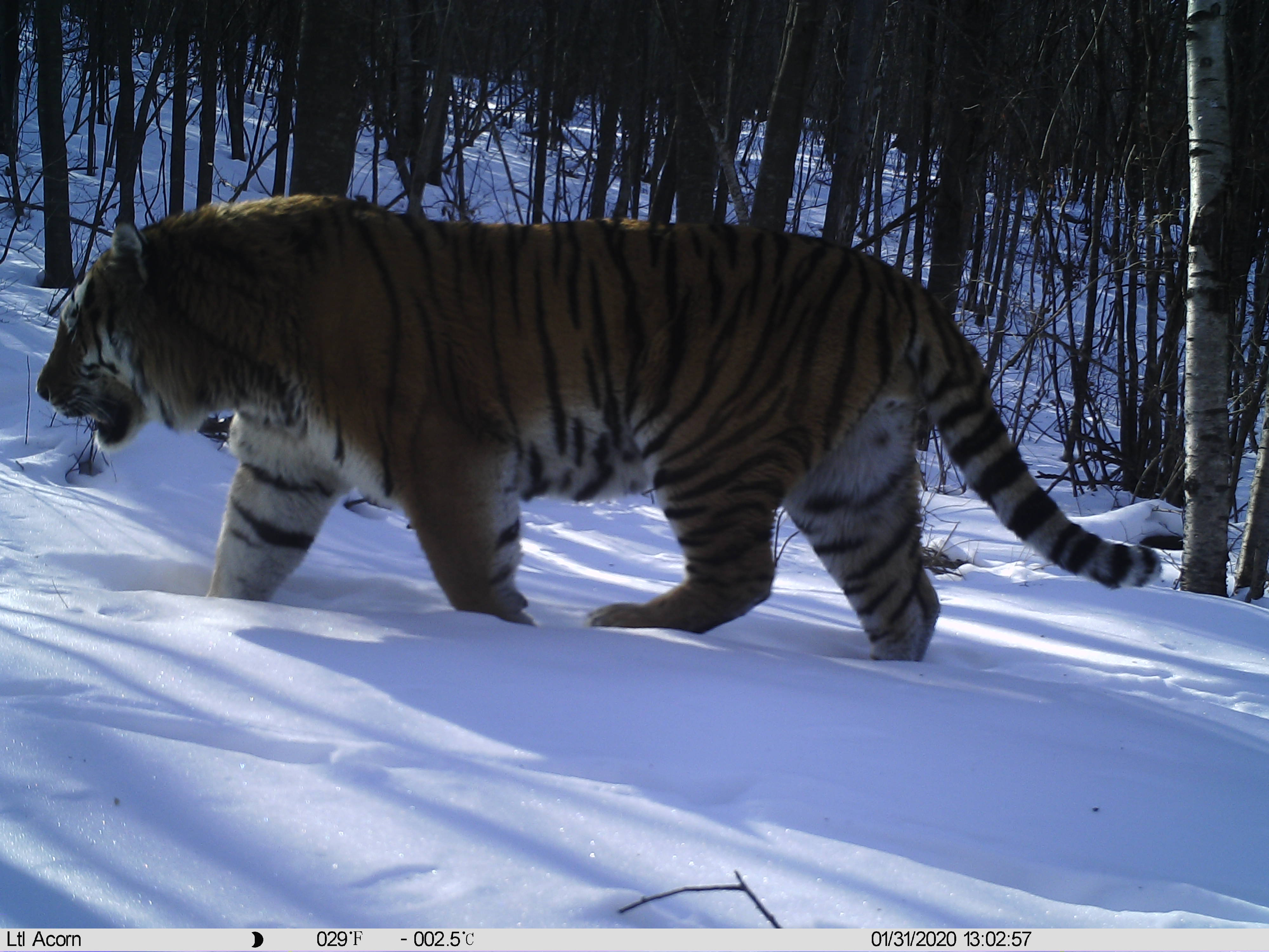 WCS China report - WildCats Conservation Alliance