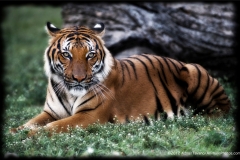 Malayan tiger, Zoo Miami, 2012 © Adriano Tavano