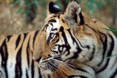 Indian tiger, Bandhavgarh National Park © Alex Silwa