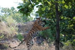 Indian tiger © Amanda O Donnell