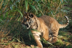 Tiger cub at Big Cat Sanctuary© Amanda O Donnell