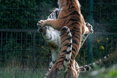 Amur tigers at Blackpool Zoo © Lynne Gorrie