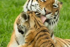 Tiger family © Debs Haynes