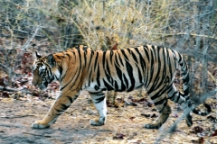 Wild Indian tiger © CWS