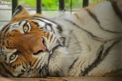 Amur tiger © Caroline Williams