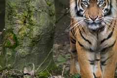 Sumatran tiger and cubs at Chester Zoo © Natasha Jeffries