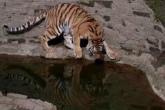 Amur tiger, Dudley Zoo © T Chohan
