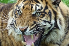 Sumatran tiger © Amanda O Donnell