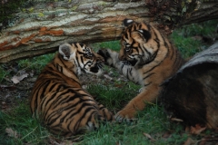 Tiger cubs © Amanda O Donnell