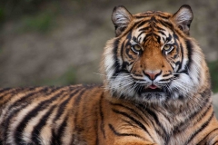 Daseep, Sumatran tiger © T Chohan