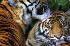 Sumatran tigers © Dale Miles