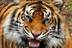 Sumatran tiger © Dale Miles