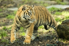 Tiger cub © Debs Haynes