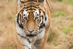 Amur tiger at Highlands Wildlife Park © Debs Haynes