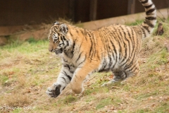 Amur tiger cub at Highlands Wildlife Park © Debs Haynes