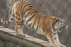 Amur Tiger, Knowelsley © Debs Haynes