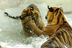 Sumatran Tiger cubs cooling down at WHF (now Big Cat Sanctuary) © Frank Reid