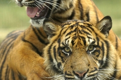 Sumatran Tiger cubs cooling down at WHF (now Big Cat Sanctuary) © Frank Reid