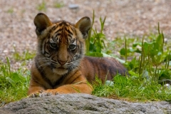 Sumatran tiger cub © Harald Loeffler