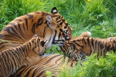 Sumatran tigers at Flamingo Land, May 2014 © Flamingo Land
