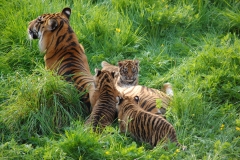 Sumatran tigers at Flamingo Land, May 2014 © Flamingo Land