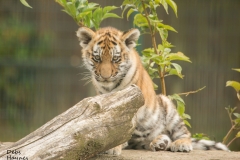 Barney, Amur tiger cub at Blackpool Zoo © Debs Haynes