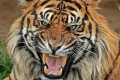 Roaring tiger © Bertie Bassett